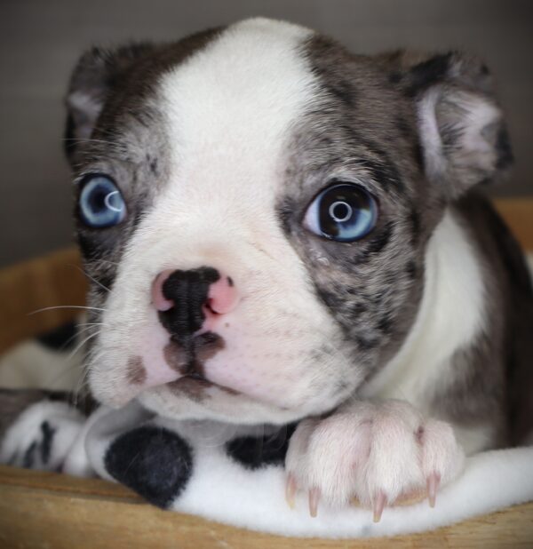 [#253531-06]  - Blue Merle F Boston Terrier Puppies For Sale