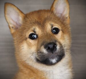 Petland Iowa City, Iowa Shiba Inu puppy available