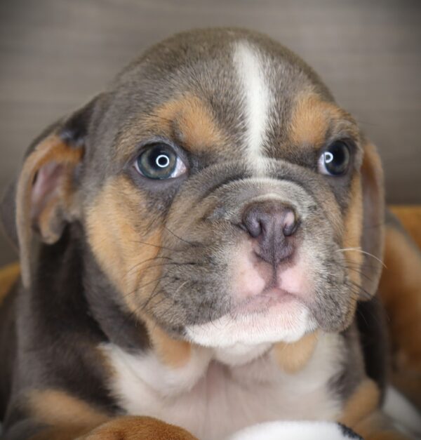 [#253707-02]  - Blue M Beabull 2nd Gen Puppies For Sale