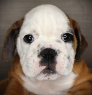 Petland Iowa City, Iowa English Bulldog puppy available