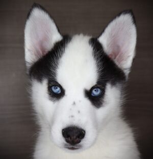 Petland Iowa City, Iowa Siberian Husky puppy available