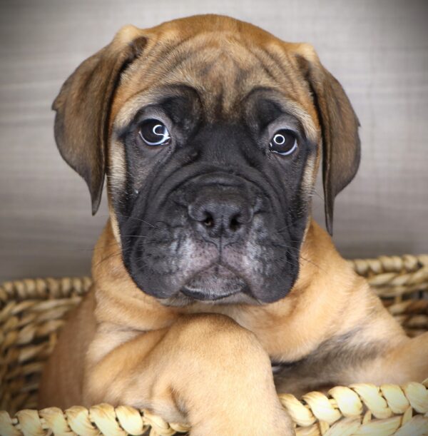 [#2620-03]  - Red F Bullmastiff Puppies For Sale