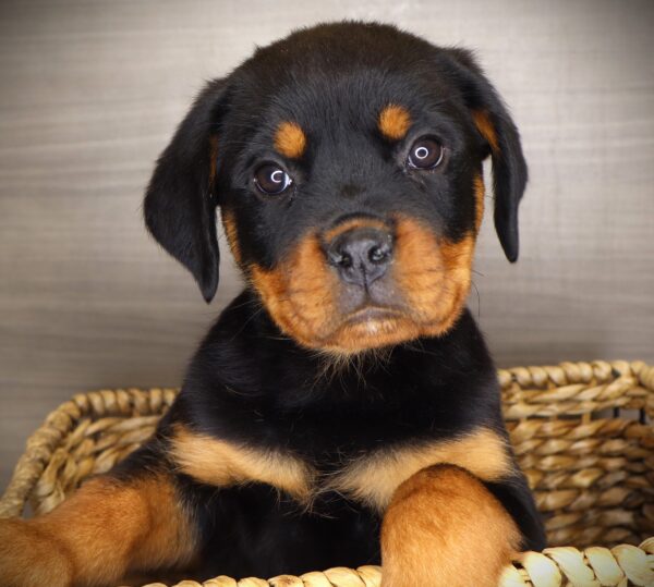[#253624-08]  - Black / Tan F Rottweiler Puppies For Sale