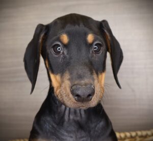 Petland Iowa City, Iowa Doberman Pinscher puppy available