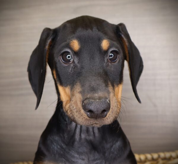 [#253826-04]  - Brown / Tan F Doberman Pinscher Puppies For Sale