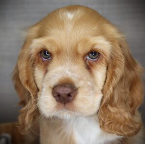 Petland Iowa City, Iowa Cocker Spaniel puppy available