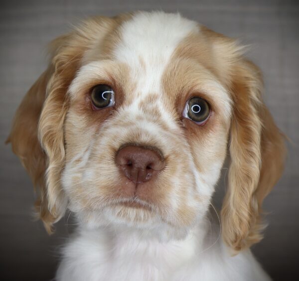 [#2533-07]  - Buff / White F Cocker Spaniel Puppies For Sale