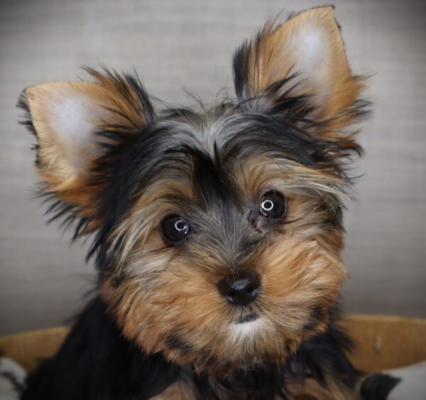 [#2616-05]  - Black / Tan F Yorkshire Terrier Puppies For Sale