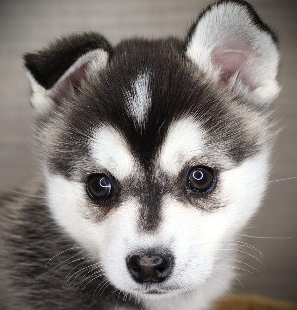 [#26208-02]  - Black / White F Alaskan Klee Kai Puppies For Sale