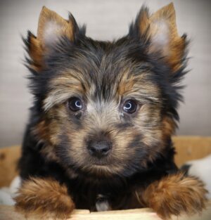 Petland Iowa City, Iowa Yorkshire Terrier puppy available