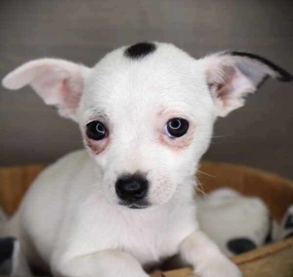 [#253733-05]  - White / Blue Merle F Chihuahua Puppies For Sale