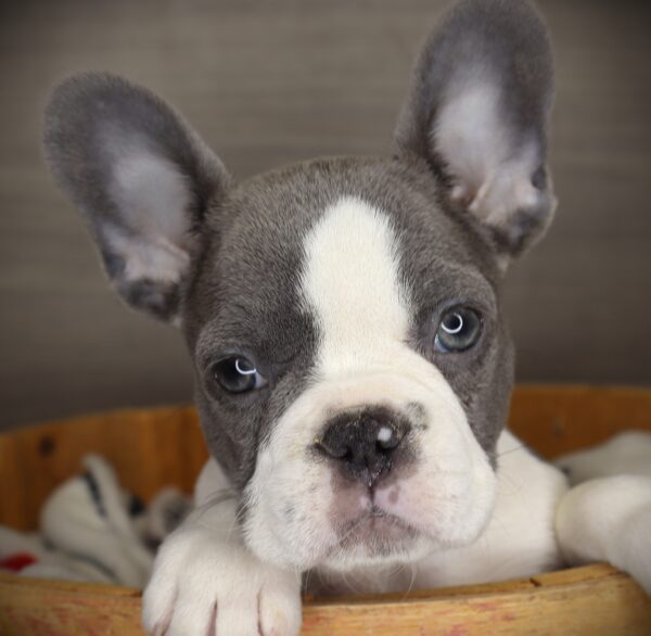 [#253614-01]  - Lilac / White M French Bulldog Puppies For Sale