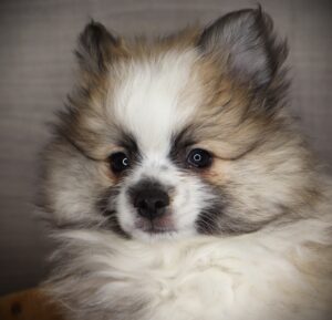 Petland Iowa City, Iowa Pomeranian puppy available