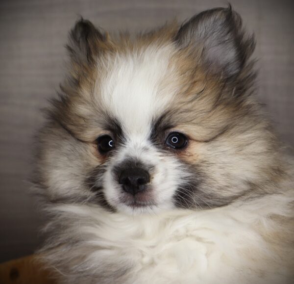 [#2659-01]  - Chocolate / White M Pomeranian Puppies For Sale