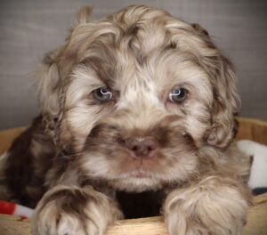 Petland Iowa City, Iowa Cock A Poo puppy available