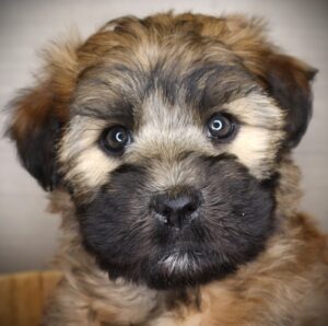 Petland Iowa City, Iowa Soft Coated Wheaten Terrier puppy available
