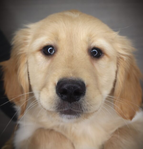 [#2661-05]  - Golden M Golden Retriever Puppies For Sale