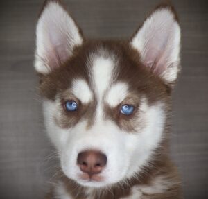 Petland Iowa City, Iowa Siberian Husky puppy available