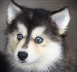 Petland Iowa City, Iowa Pomsky puppy available