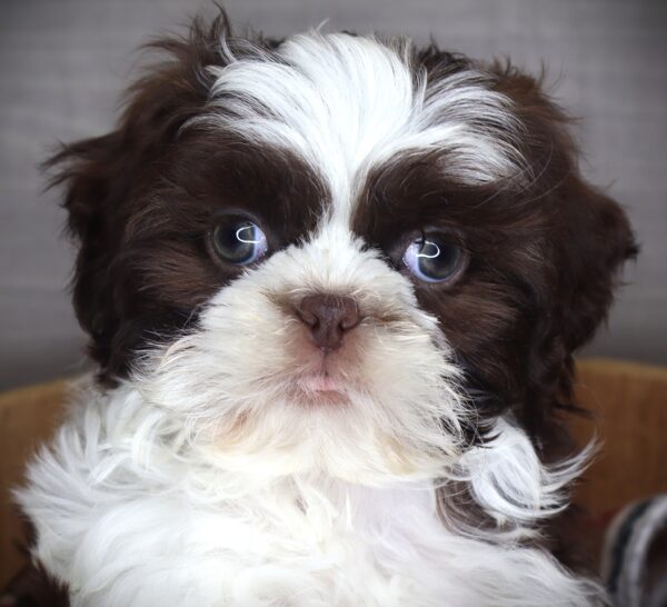[#253757-07]  - Chocolate / White F Shih Tzu Puppies For Sale