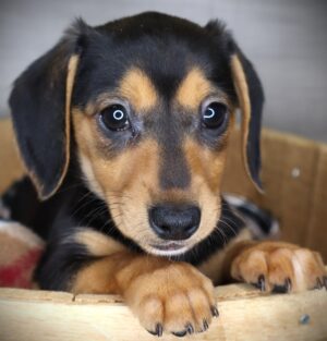 Petland Iowa City, Iowa Dachshund puppy available
