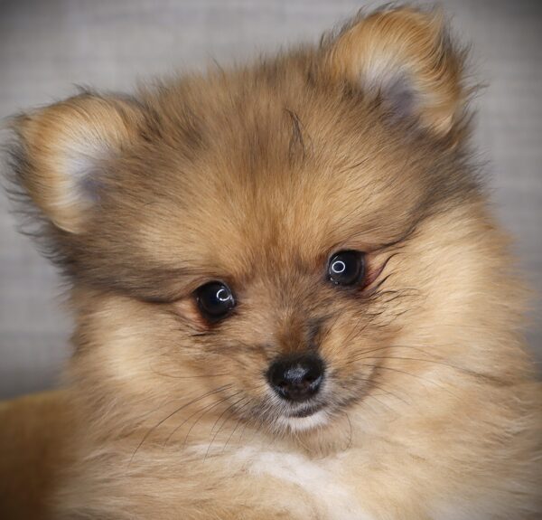 [#253764-02]  - Wolf Sable M Pomeranian Puppies For Sale