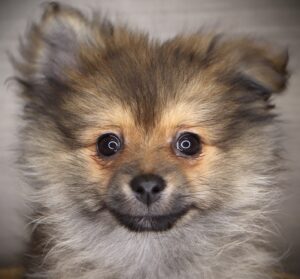 Petland Iowa City, Iowa Pomeranian puppy available