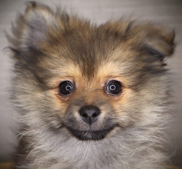 [#253696-03]  - Sable F Pomeranian Puppies For Sale