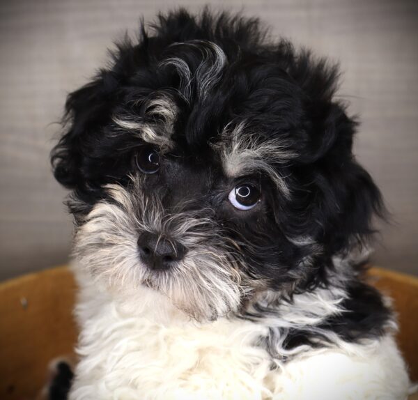 [#253753-02]  - Black / White M Havanese Puppies For Sale
