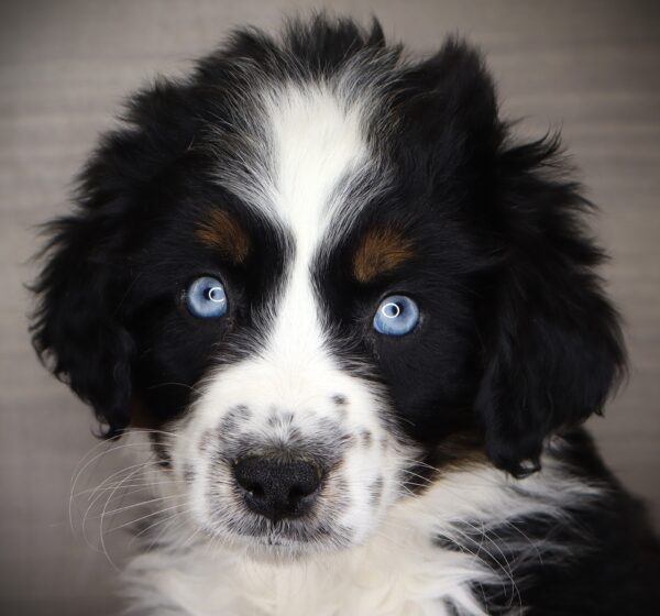 [#253780-04]  - Black F Australian Shepherd Puppies For Sale