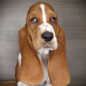 Petland Iowa City, Iowa Basset Hound puppy available