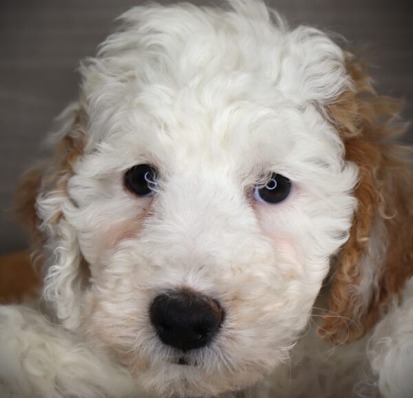 [#2534-05]  - Light Cream M Goldendoodle Mini F1b Puppies For Sale