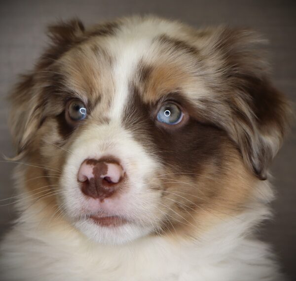 [#253779-02]  - Red Merle M Australian Shepherd Puppies For Sale