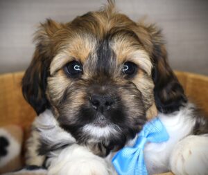 Petland Iowa City, Iowa Shih Tzu puppy available
