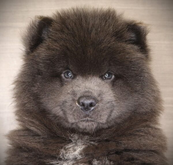 [#253777-02]  - Gray M Chow Chow Puppies For Sale