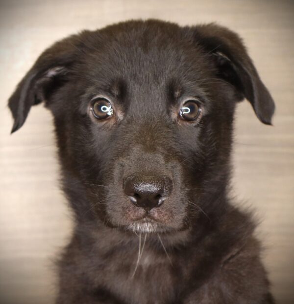 [#265-03]  - Black M German Shepherd Dog Puppies For Sale