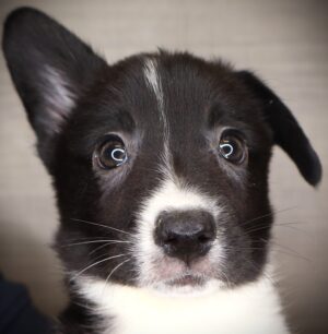 Petland Iowa City, Iowa Cardigan Welsh Corgi puppy available