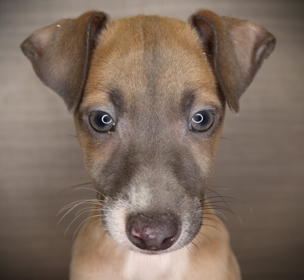 [#2646-02]  - Blue / White M Italian Greyhound Puppies For Sale
