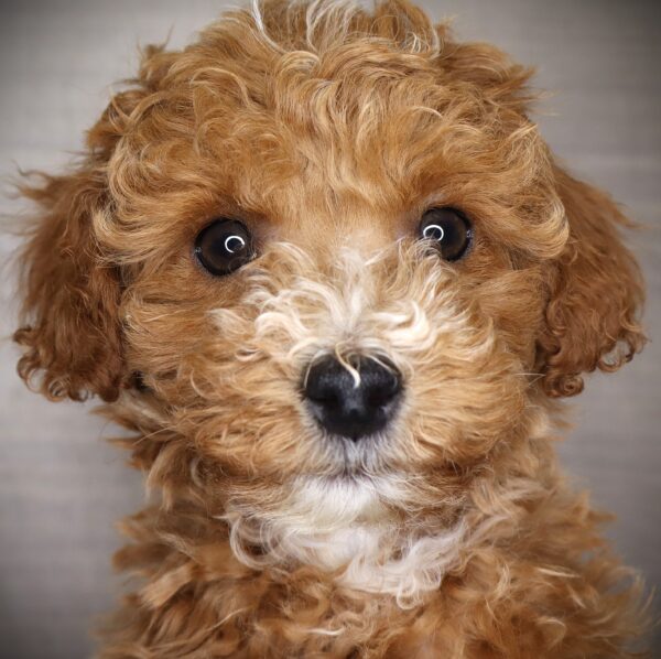 [#26430-02]  - Red M Poodle Mini Puppies For Sale