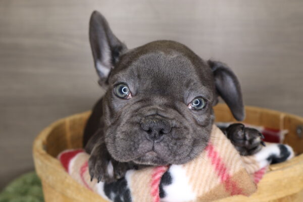 [#26160-05]  - Blue F French Bulldog Puppies For Sale