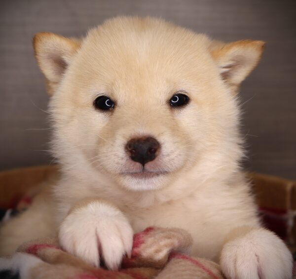 [#26380-01]  - Cream M Shiba Inu/Poodle Puppies For Sale