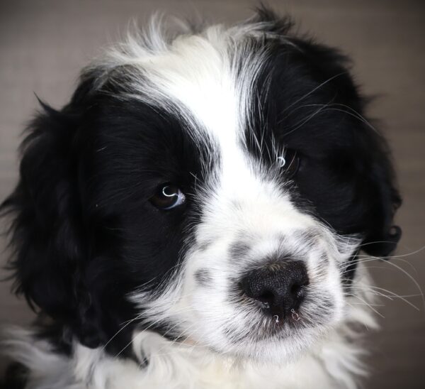 [#253787-02]  - Black / White F Aussiedoodle Mini Puppies For Sale