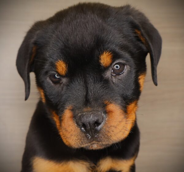 [#253829-10]  - Black / Tan F Rottweiler Puppies For Sale