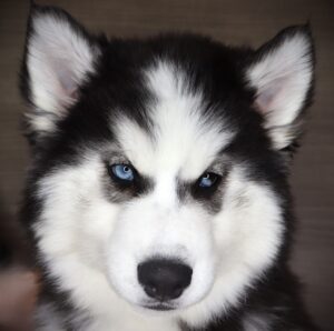 Petland Iowa City, Iowa Siberian Husky puppy available
