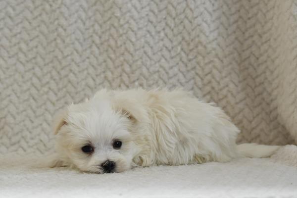 [#2683-01] Magnum - White M Maltese Puppies For Sale