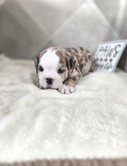 [#26223-01] Hawk - Lilac Merle M Beabull 2nd Gen Puppies For Sale