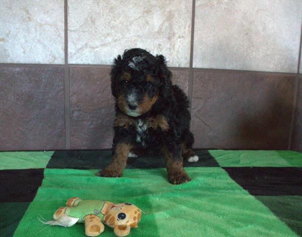 [#26285-05] Bruce - Black M Bernedoodle Mini 2nd Gen Puppies For Sale