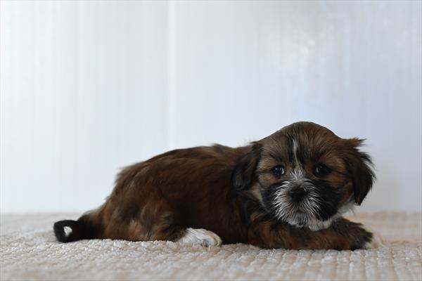 [#26353-01] Holt - Red Sable M Lhasa Apso Puppies For Sale
