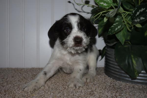 [#26351-03] Idalia - Chocolate / White F Miniature Schnauzer Puppies For Sale