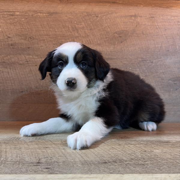 [#26255-05] Fluffy-Rae - Black F Australian Shepherd Puppies For Sale